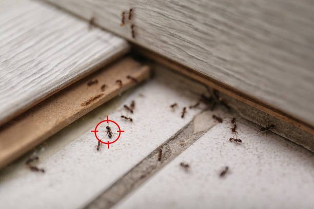 Best Local Pest Control Services  in Garden City, MO