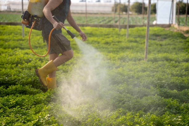 Best Flea Control Services  in Garden City, MO