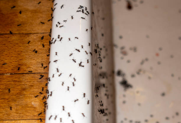 Best Best Pest Control Companies  in Garden City, MO