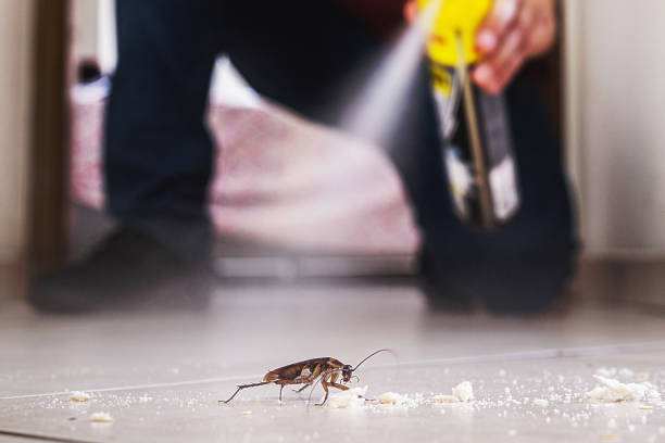 Best Rodent Control Near Me  in Garden City, MO